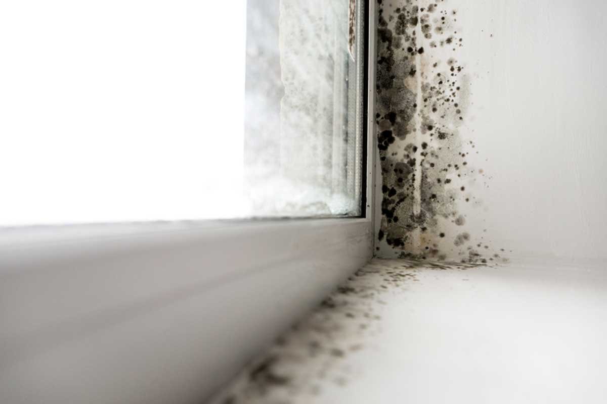 Mold Arising During Summer