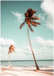 Palm trees on the Beach