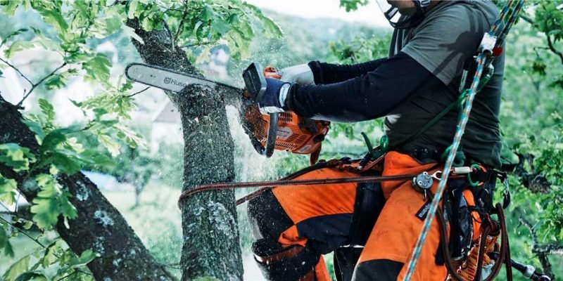 Tree Removal in North Sydney