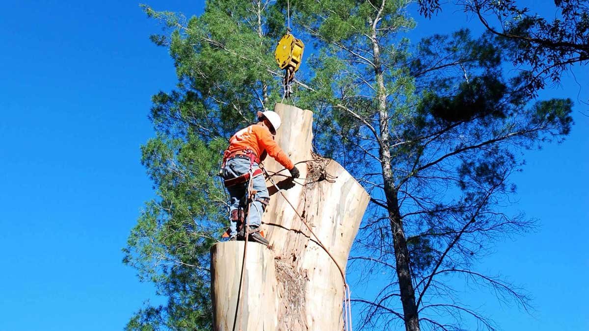 Tree Removal in North Sydney