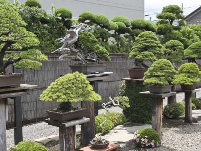 Design-a-Bonsai-Garden