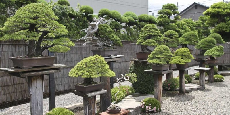 Design-a-Bonsai-Garden