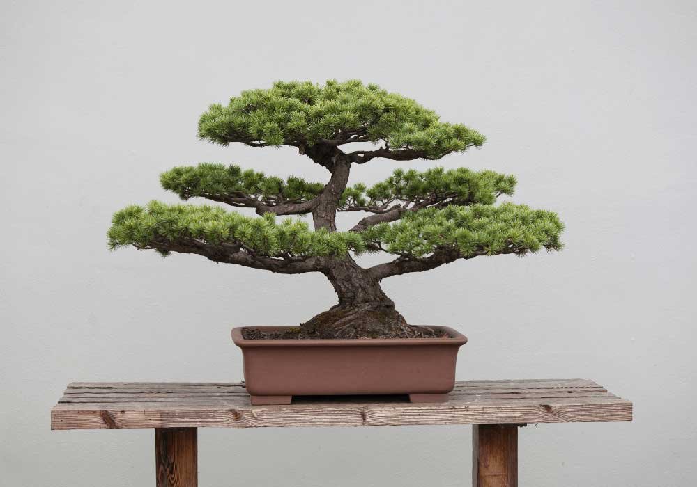 Ficus-Bonsai-Tree