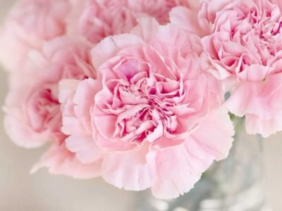 Growing carnation flowers from seed or cutting