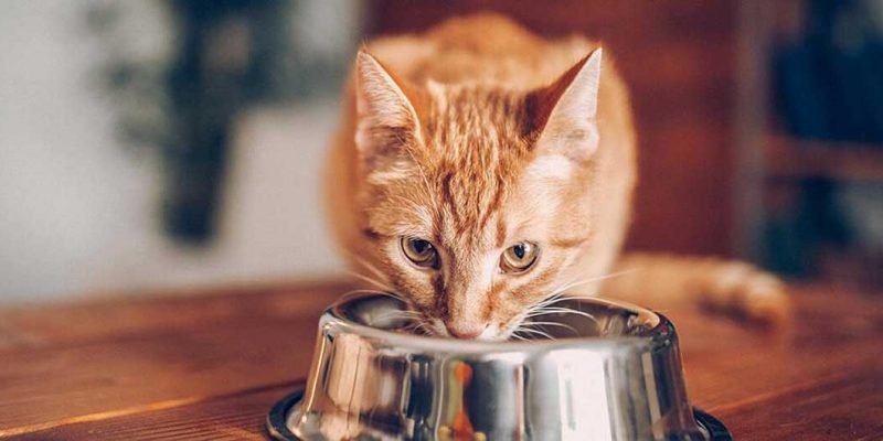 Avoid Feeding Your Cats