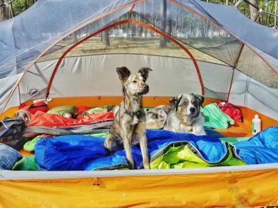 Your Dog While Camping