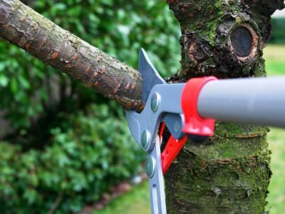 Different Types Of Tree Trimming What You Need To Know