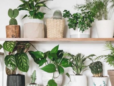 Large Leaf House Plants