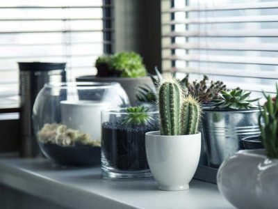 Bedroom Plants To Help You Sleep Better