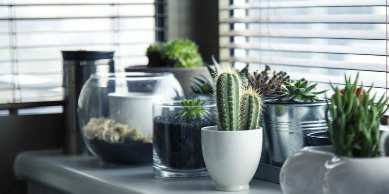 Bedroom Plants To Help You Sleep Better