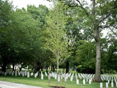 Memorial Tree