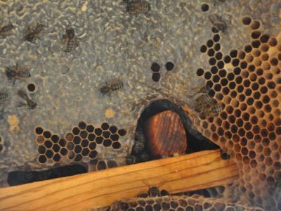 Mad Honey for Your Health
