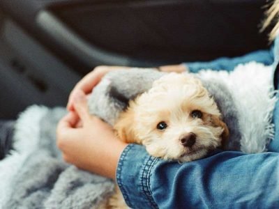 5 Things New Pet Parents