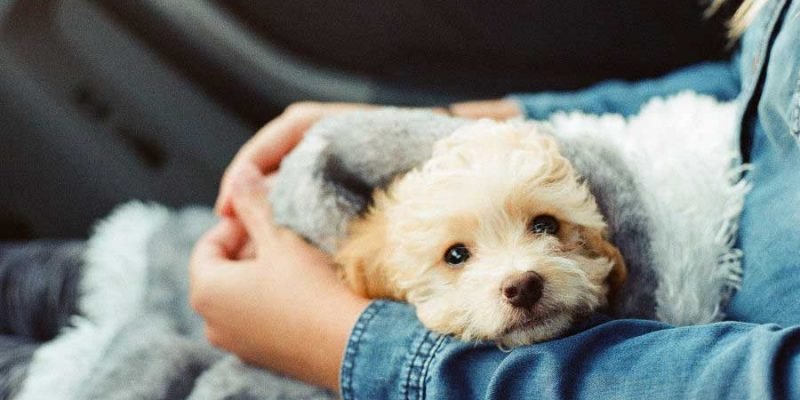 5 Things New Pet Parents