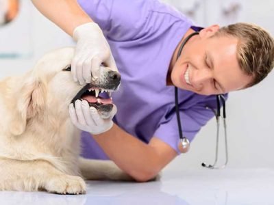 Advice for Pet Vet Sutherland Shire Visits