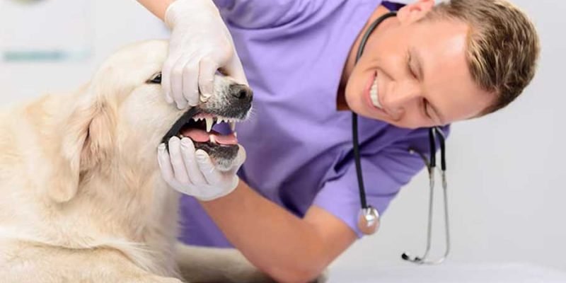 Advice for Pet Vet Sutherland Shire Visits