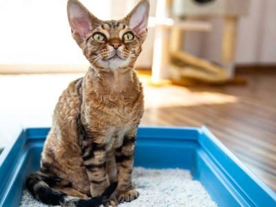 Choose the Right Cat Litter for Your Kitty