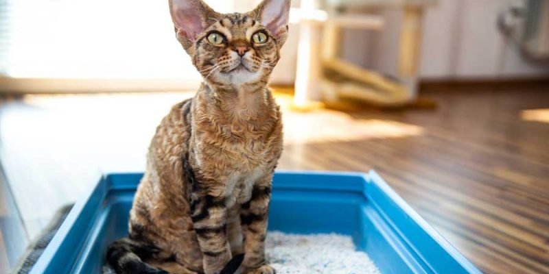 Choose the Right Cat Litter for Your Kitty