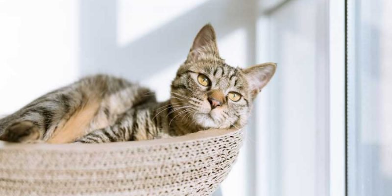 Steps to Creating a Cat-Friendly Home