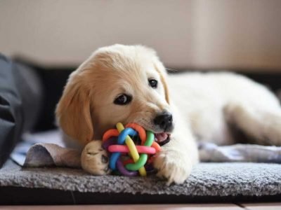 You Adopt A Puppy