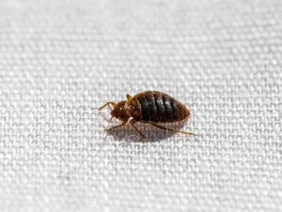 Bed Bugs