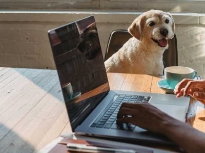 Pet Write For Us