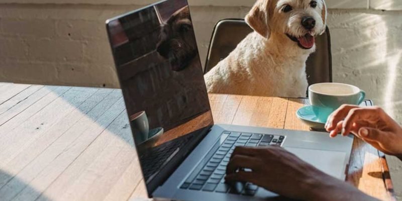 Pet Write For Us
