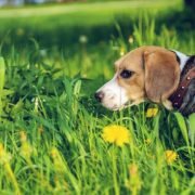 Dogs-from-Parasitic-Infections