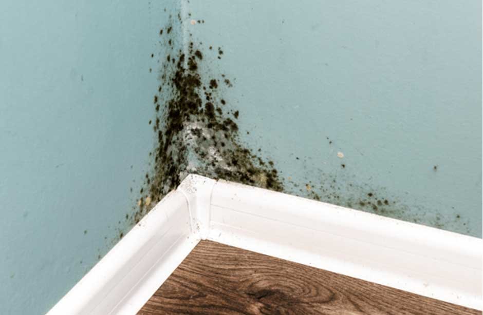 How to get rid of fungus from a wall and how to remove mold from a wall ...