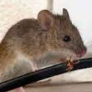 3-Things-Homeowners-Need-to-Know-About-Mice-in-the-House