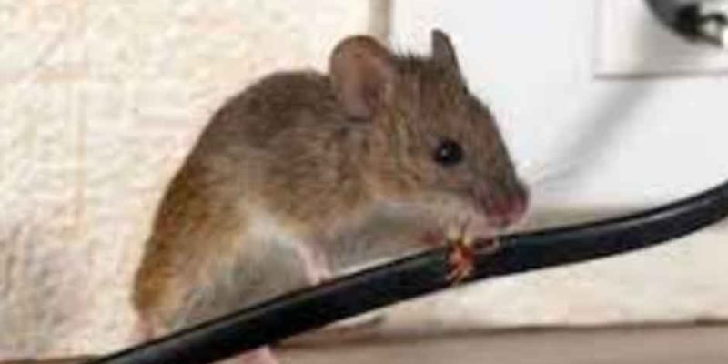 3-Things-Homeowners-Need-to-Know-About-Mice-in-the-House