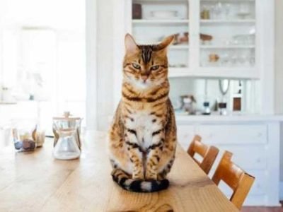 8-Tips-For-Keeping-Your-Home-Clean-With-Pets