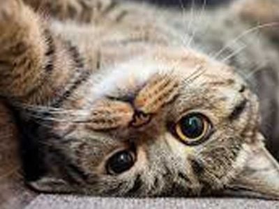 How-CBD-Oil-Can-Help-Your-Cat's-Skin-Conditions
