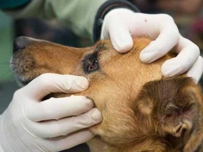Reasons-Why-Veterinarians-Should-Wear-Gloves