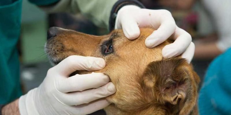 Reasons-Why-Veterinarians-Should-Wear-Gloves