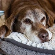 How-to-Handle-Behavior-Changes-in-Your-Senior-Dog