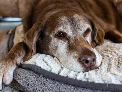 How-to-Handle-Behavior-Changes-in-Your-Senior-Dog