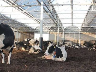 The-Best-Practices-for-Cattle-Housing-and-Facilities-For-Proper-Maintenance