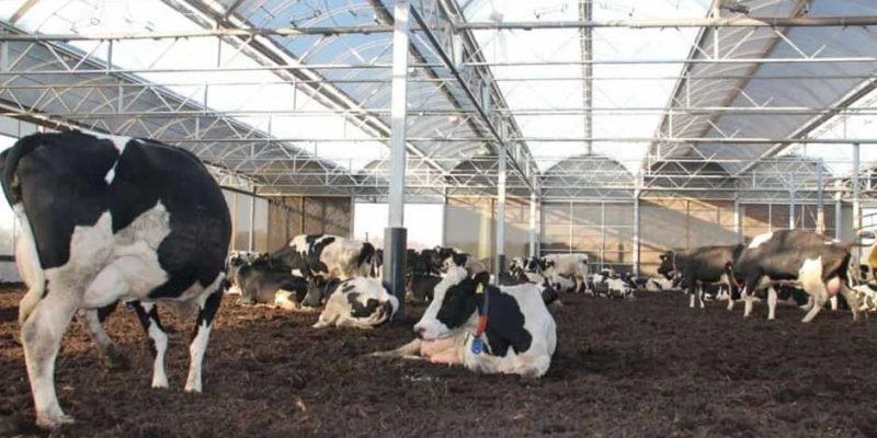 The-Best-Practices-for-Cattle-Housing-and-Facilities-For-Proper-Maintenance