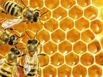honey bees for sale lappe's nucs queens package bees