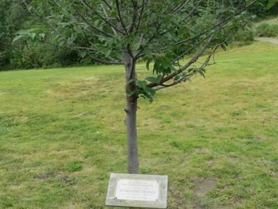 Here’s Why People Purchase Memorial Trees for Their Loved Ones