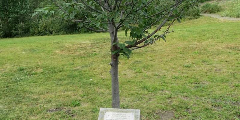 Here’s Why People Purchase Memorial Trees for Their Loved Ones
