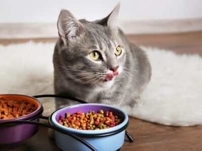 The Dos and Don'ts of Using Cat Treats as a Dietary Supplement