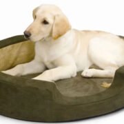 What to Consider When Buying Dog Beds
