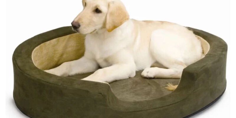 What to Consider When Buying Dog Beds