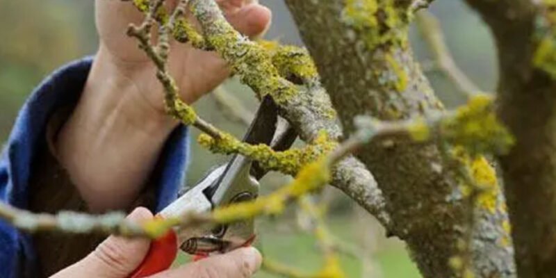 Seattle Homeowner's Handbook: Selecting a Reliable Tree Trimming Service