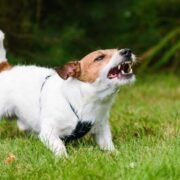 7 Signals That a Dog is Going to Attack