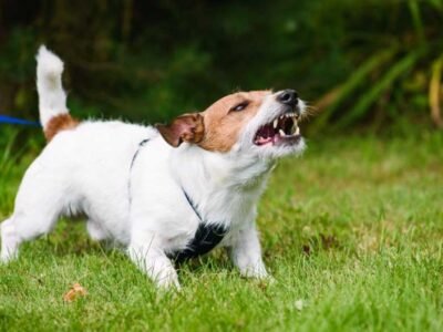 7 Signals That a Dog is Going to Attack