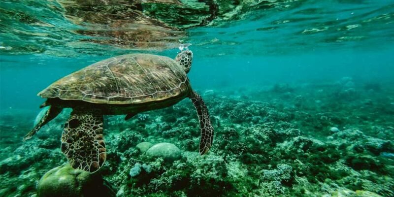 Top Ocean Wildlife Experiences You’ll Never Forget